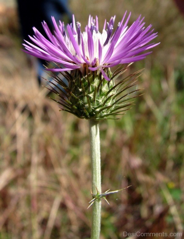 Galactites Tomentosa Flower Image-tub2309DC0715