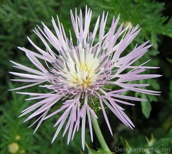 Galactites Tomentosa Flower-tub2310DC0707