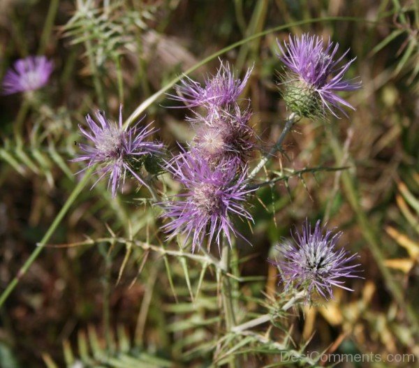 Galactites Tomentosa Flowers Picture-tub2313DC0706