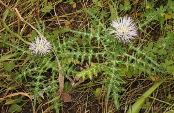 Galactites Tomentosa Flowers With Leaves-tub2314DC0720