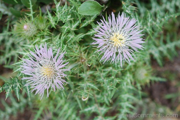 Galactites Tomentosa Photo-tub2316DC0725