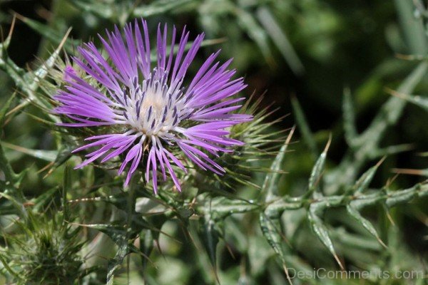 Galactites Tomentosa Picture-tub2317DC0712