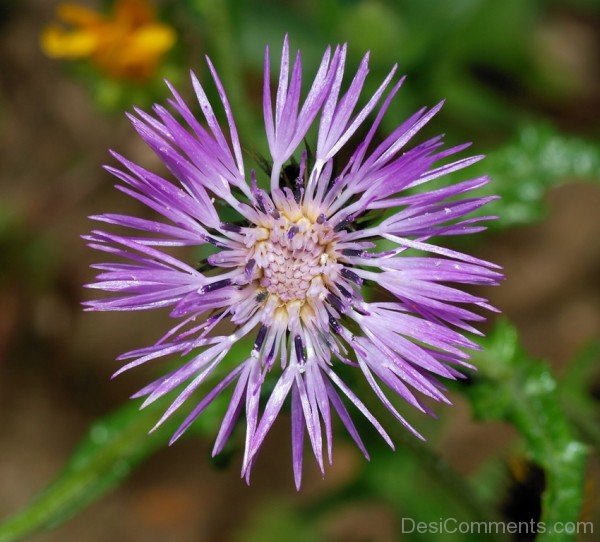 Galactites Tomentosa-tub2318DC0723