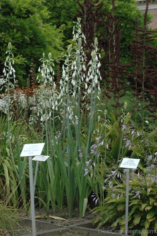 Galtonai Candicans Flowers Image