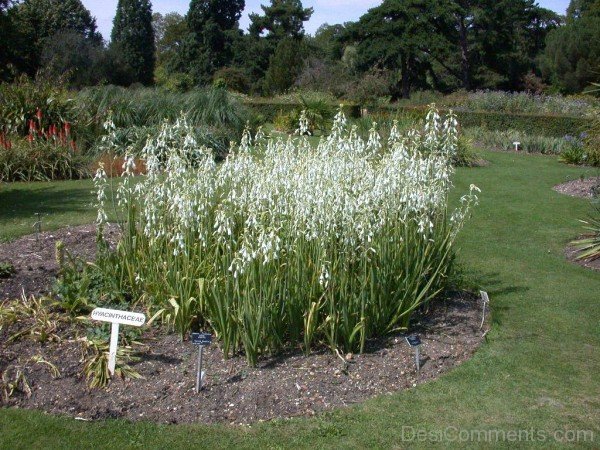 Galtonai Candicans Flowers In Garden