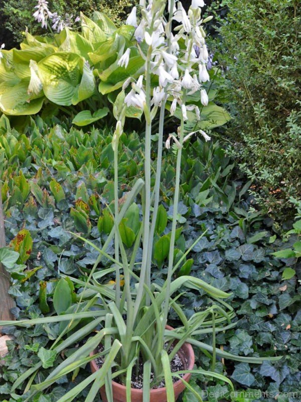 Galtonai Candicans Flowers In Pot