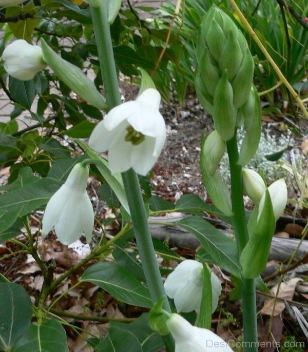 Galtonai Candicans Flowers Photo