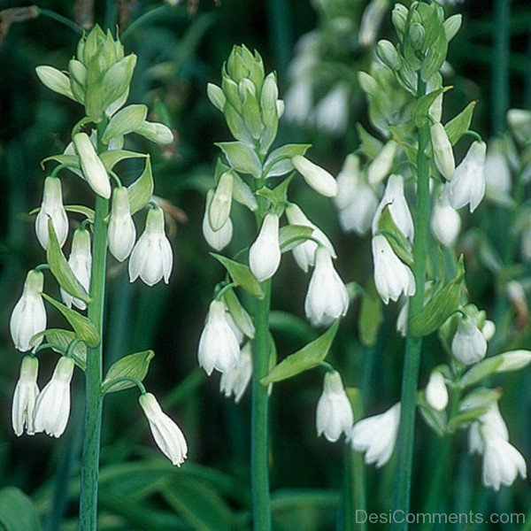 Galtonai Candicans Flowers Picture