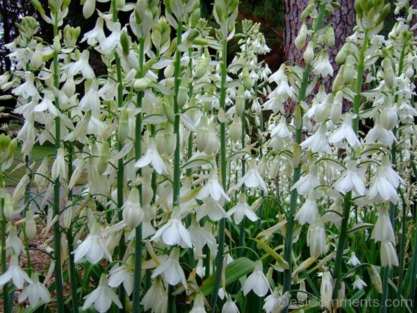 Galtonai Candicans Flowers