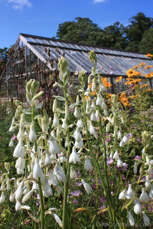 Galtonai Candicans With Colourful Flowers