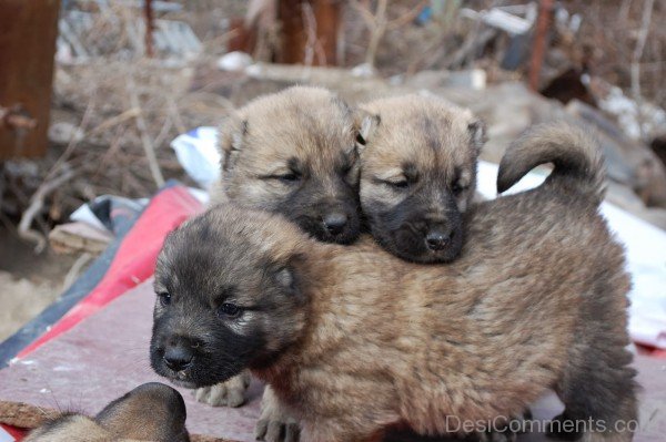 Gampr Puppies