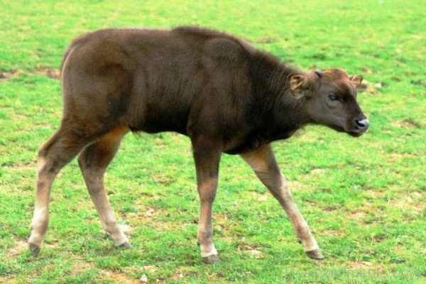 Gaur Calf-pkjmlk2309