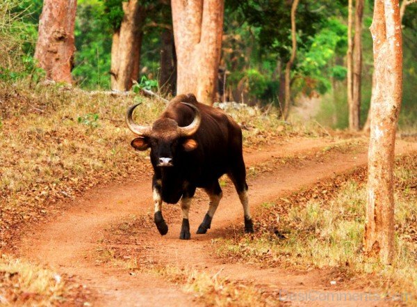 Gaur On Road-pkjmlk2319