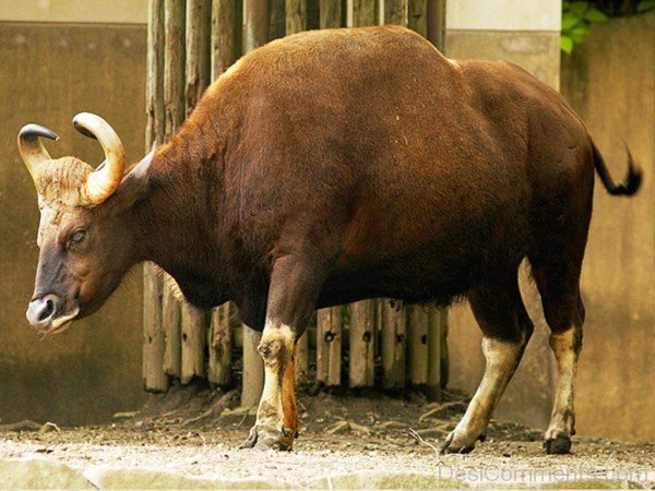 Gaur On Sand-pkjmlk2320