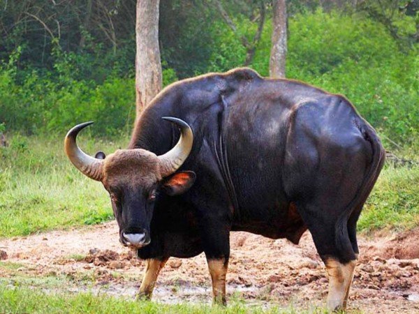 Gaur Photo-pkjmlk2321