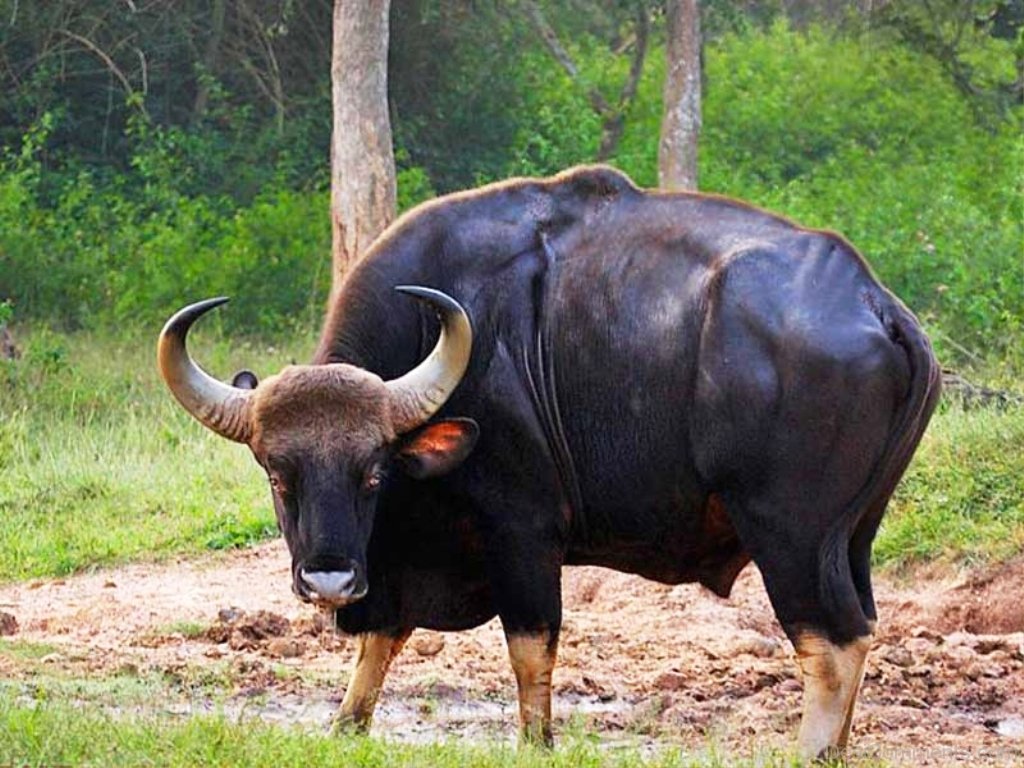 Дикий бык индии 4. Дикий бык Гаур. Индийский бык Гаур. Гаур гаял. Индийский Лесной бык Гаур.