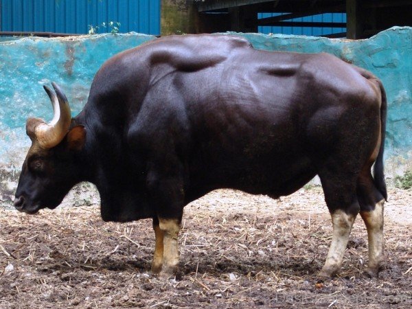 Gaur Picture-pkjmlk2322