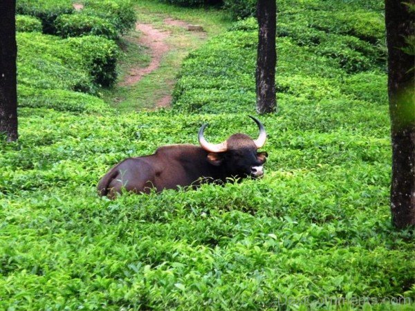 Gaur Sittin In Grass-pkjmlk2323
