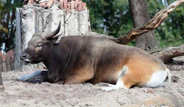 Gaur Sitting On Sand-pkjmlk2324