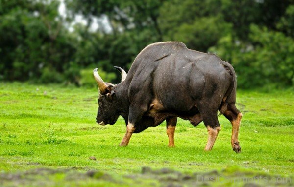 Gaur Walking On Grass-pkjmlk2326