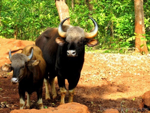 Gaur With Baby Gaur-pkjmlk2327