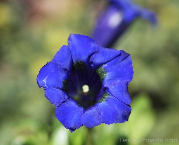 Gentiana Acaulis Flower Image