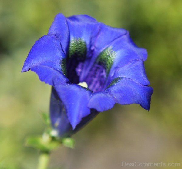 Gentiana Acaulis Flower