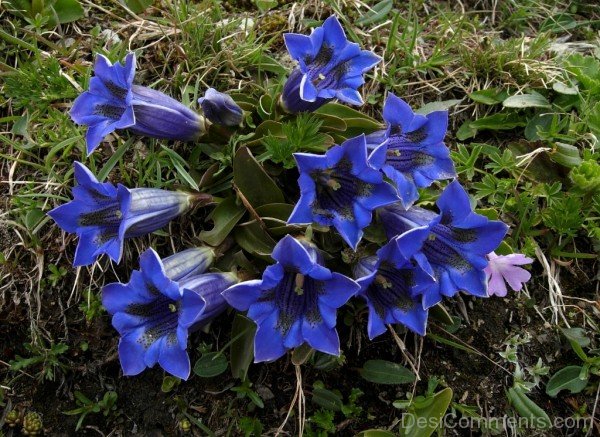 Gentiana Acaulis Flowers Image-yui810DC12332