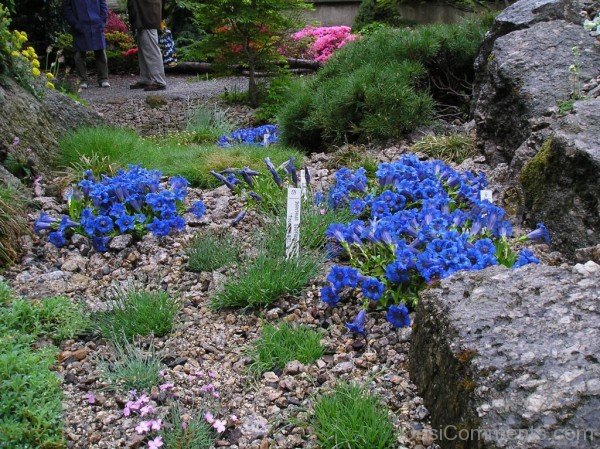 Gentiana Acaulis Flowers In Garden