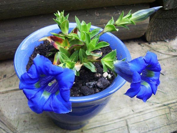 Gentiana Acaulis Flowers In Pot