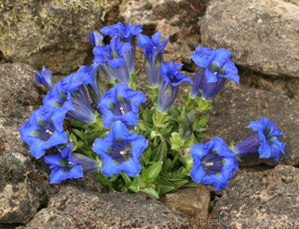 Gentiana Acaulis Flowers Photo