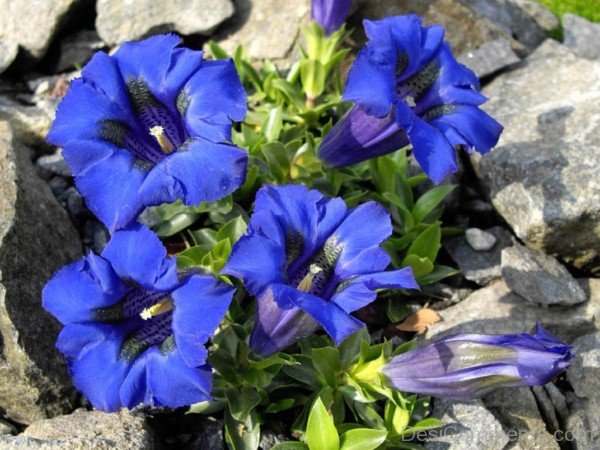 Gentiana Acaulis Flowers Picture