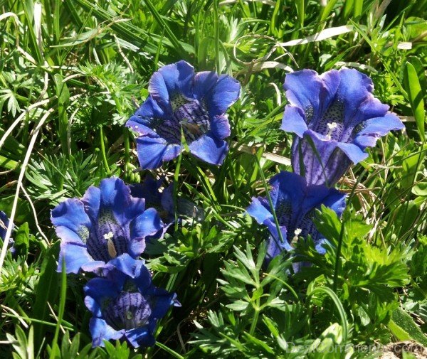 Gentiana Acaulis Flowers With Green Leaves-yui815DC12331