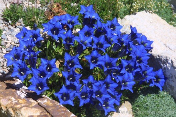 Gentiana Acaulis Flowers