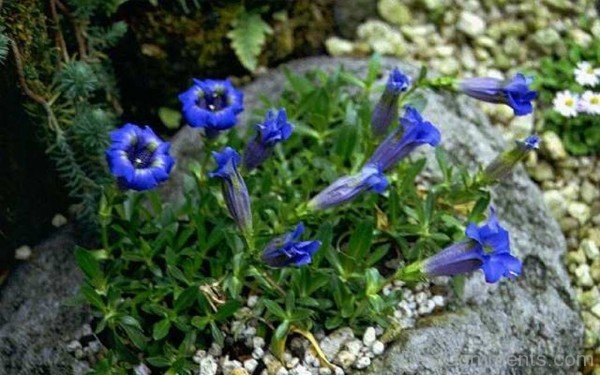 Gentiana Acaulis Image