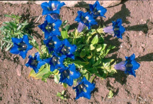 Gentiana Acaulis Photo