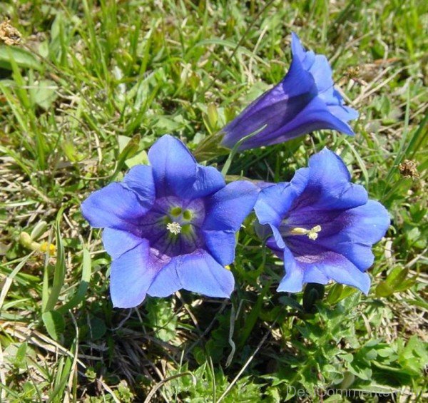 Gentiana Acaulis Picture