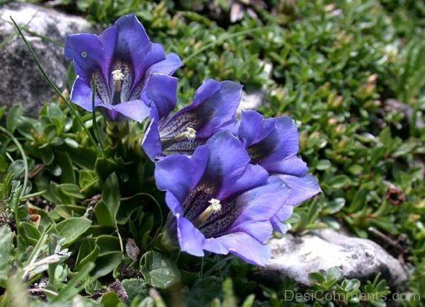 Gentiana Acaulis