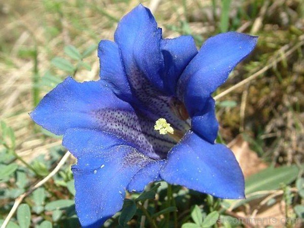 Gentiana Clusii Flower Photo-YUP909DC9808