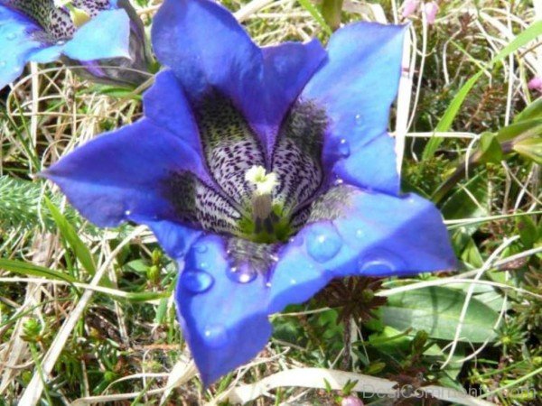 Gentiana Clusii Flower Picture-YUP910DC9809