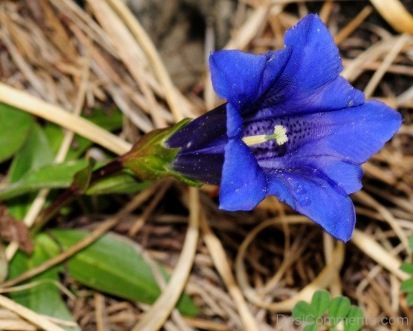 Gentiana Clusii Flower-YUP911DC9811