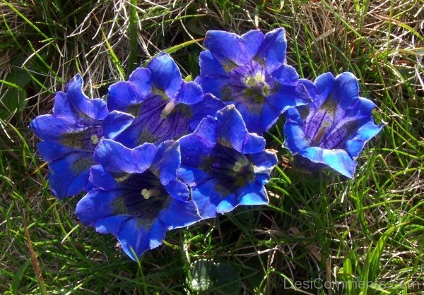 Gentiana Clusii Flowers Image-YUP912DC9832