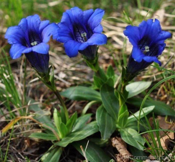 Gentiana Clusii Flowers Photo-YUP913DC9810