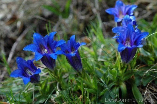 Gentiana Clusii Flowers Picture-YUP914DC9805