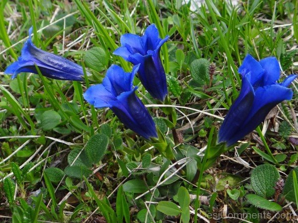Gentiana Clusii Flowers With Green Leaves-YUP915DC9828