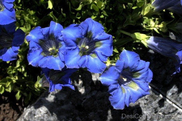 Gentiana Clusii Flowers-YUP916DC9818