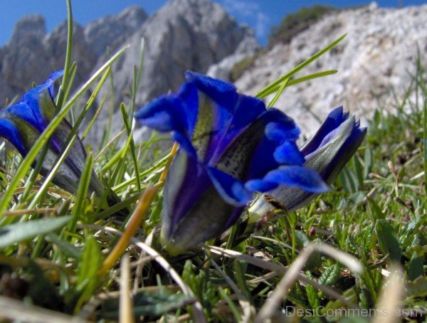 Gentiana Clusii Photo-YUP918DC9814