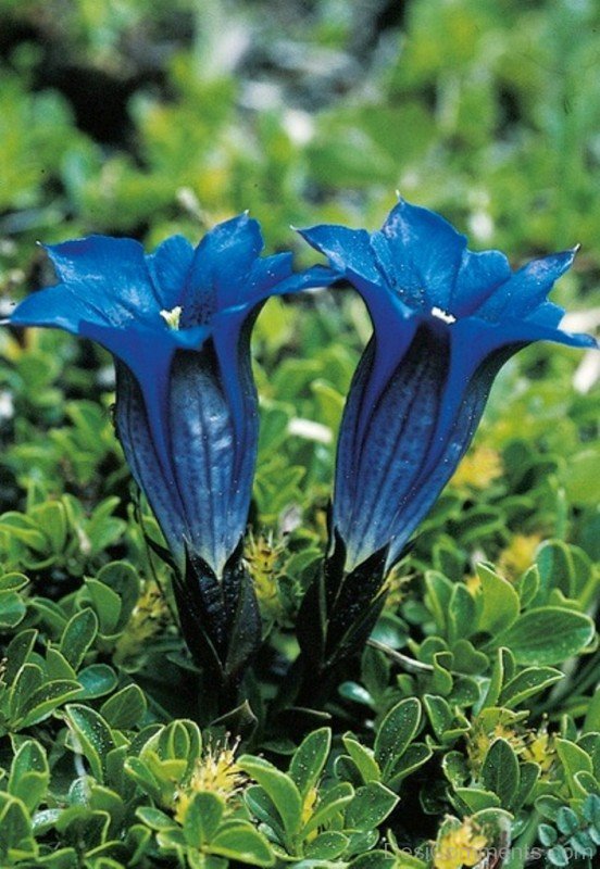 Gentiana Clusii Picture-YUP919DC9825