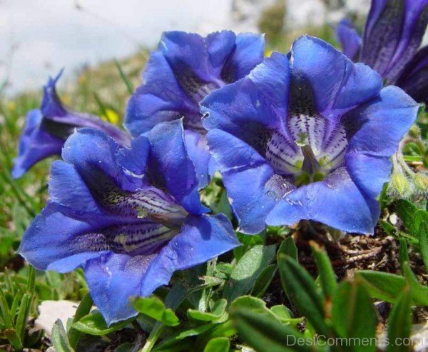 Gentiana Clusii-YUP920DC9803