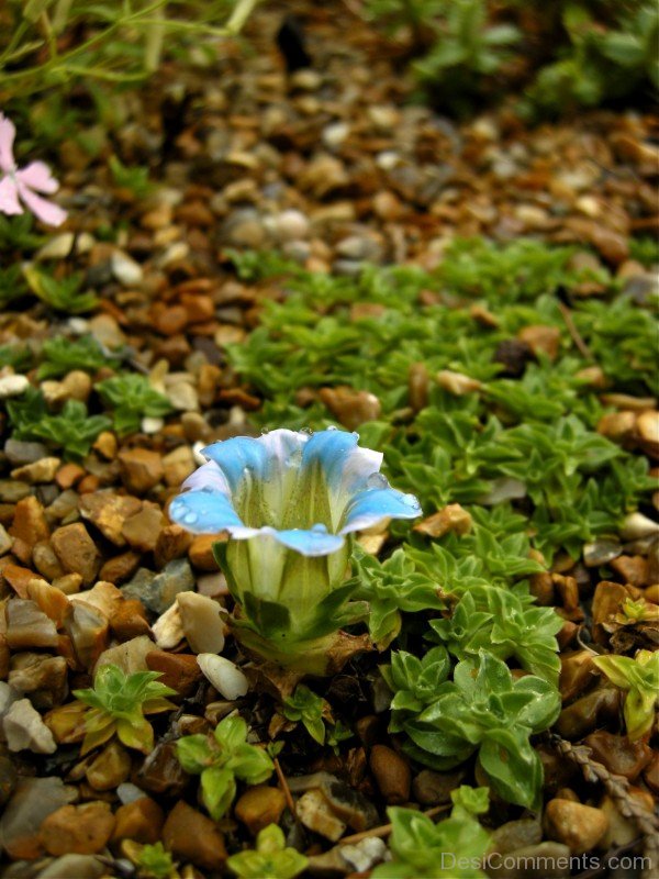 Gentiana Depressa Flower ImageDCbbDC15